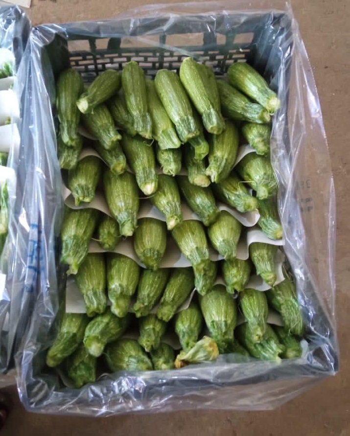 Exporting Fresh Fruits from Sham Fresh 