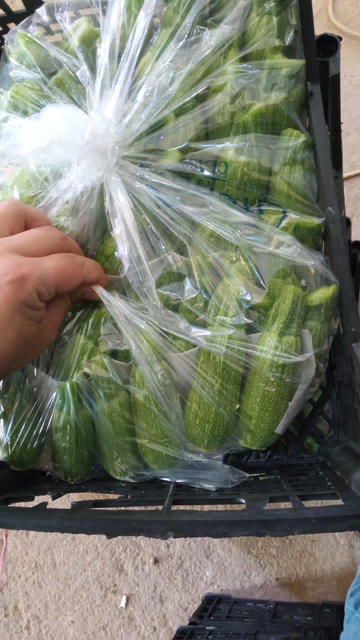 Exporting Fresh Fruits from Sham Fresh 