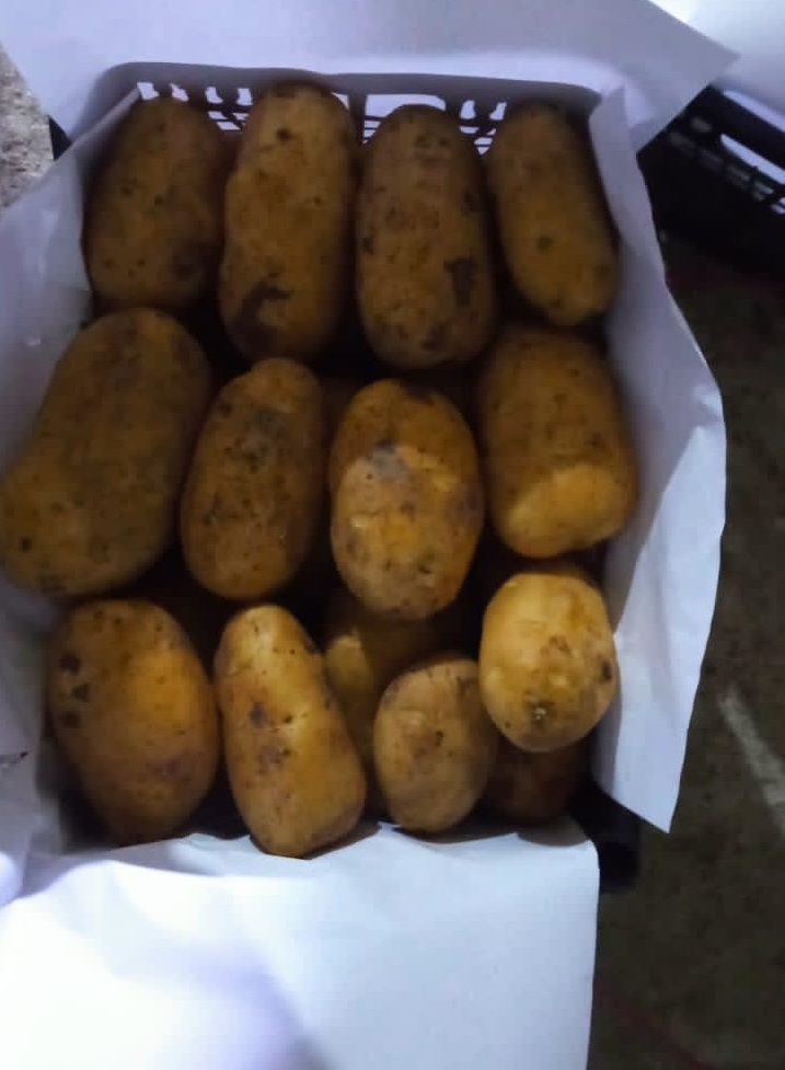 Exporting Fresh Fruits from Sham Fresh 