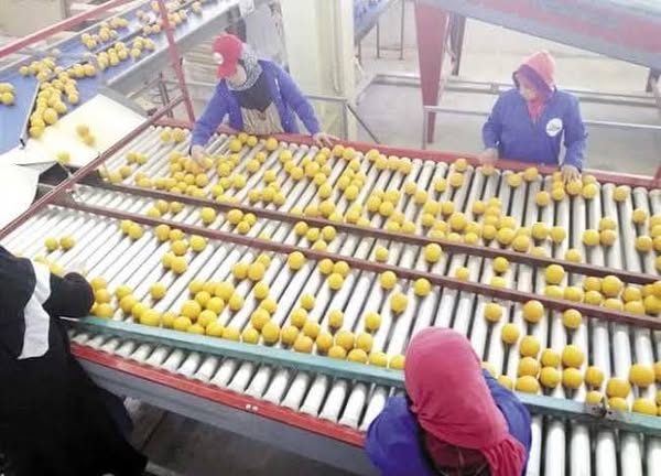 Exporting Fresh Fruits from Sham Fresh 
