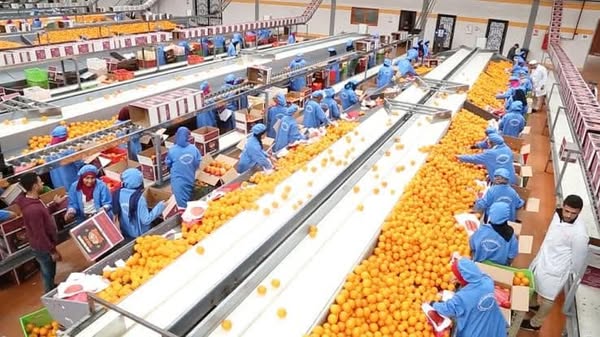 Exporting Fresh Fruits from Sham Fresh 
