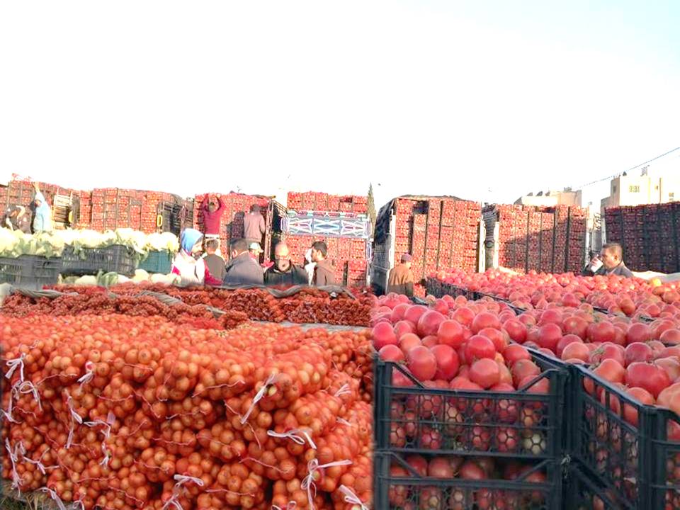 Exporting Fresh Fruits from Sham Fresh 