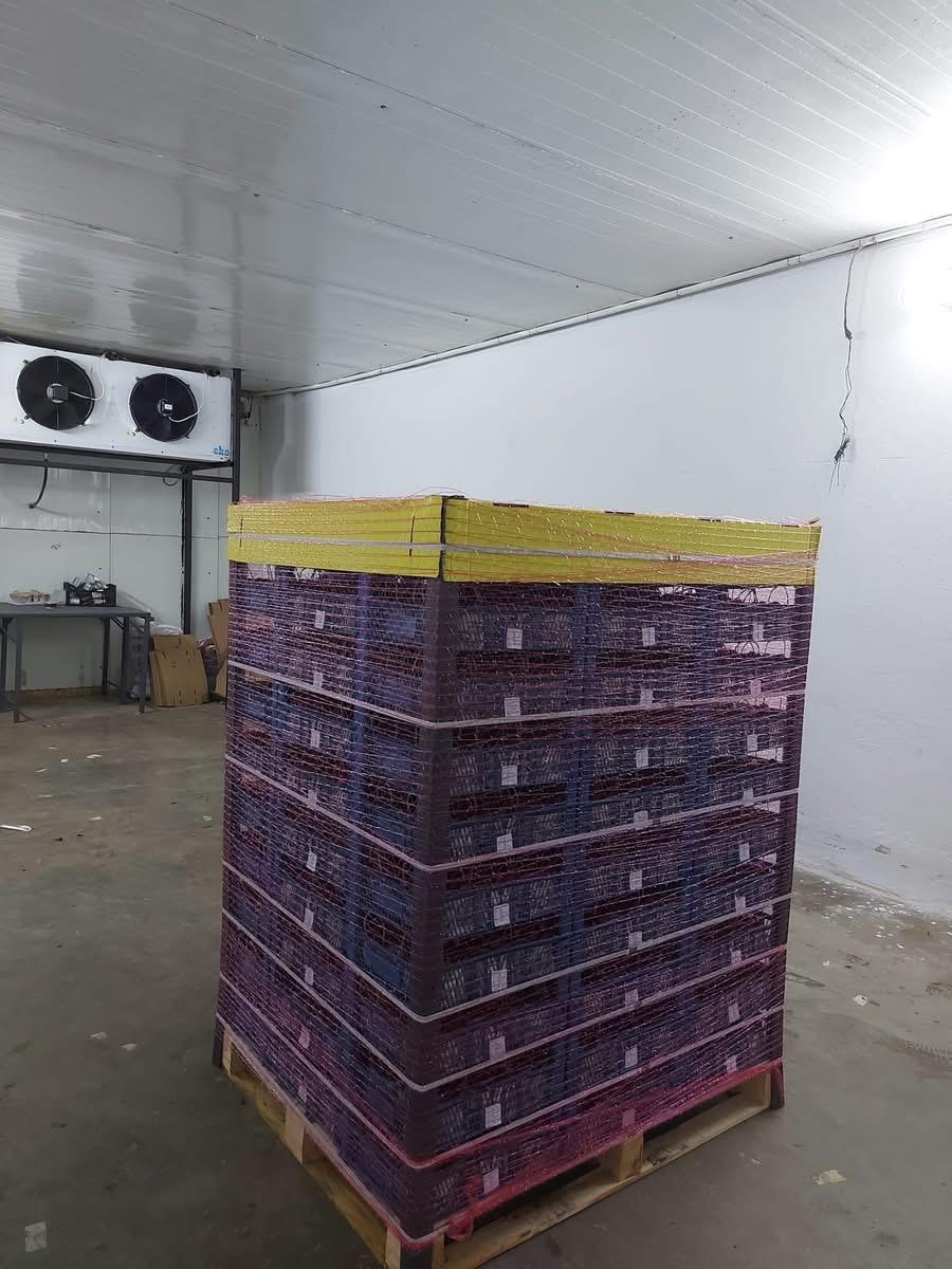 Exporting Fresh Fruits from Sham Fresh 
