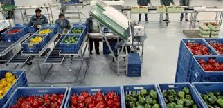 Exporting Fresh Fruits from Sham Fresh 