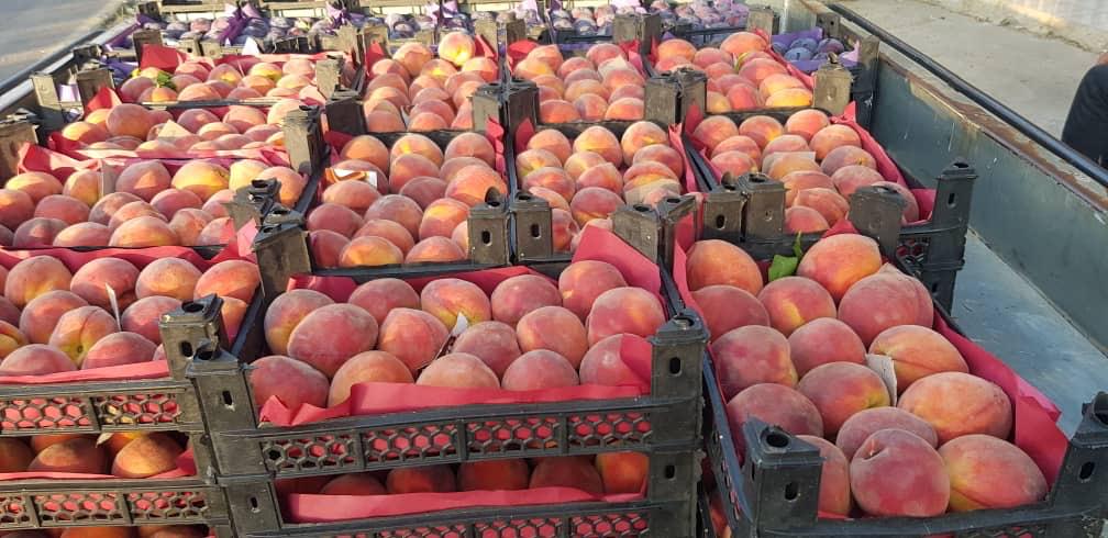 Exporting Fresh Fruits from Sham Fresh 