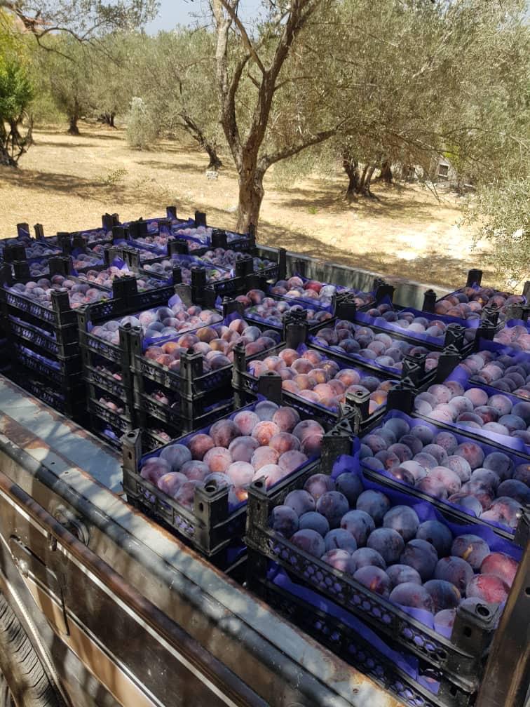 Exporting Fresh Fruits from Sham Fresh 