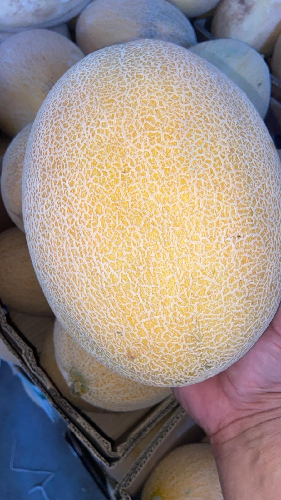 Exporting Fresh Fruits from Sham Fresh 