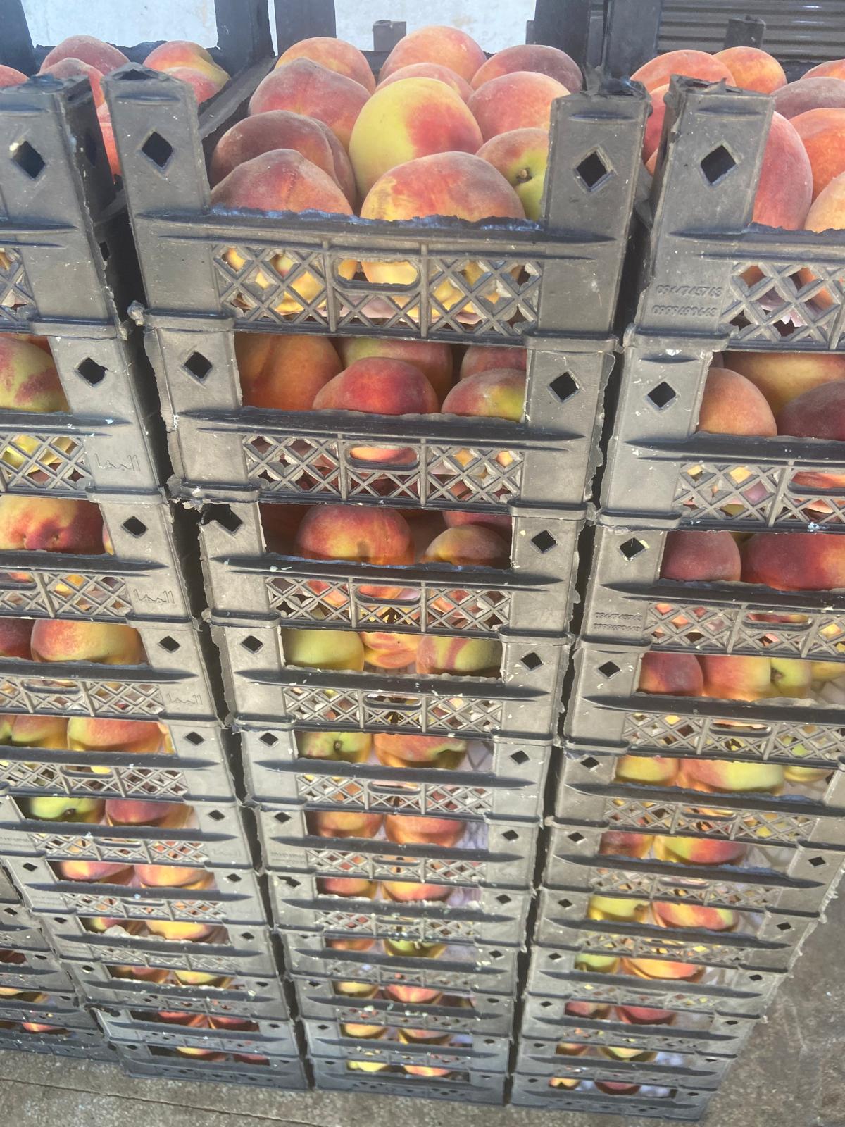Exporting Fresh Fruits from Sham Fresh 