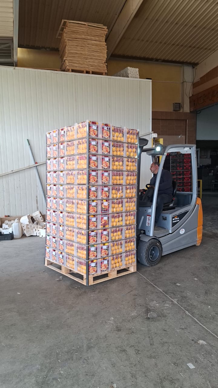 Exporting Fresh Fruits from Sham Fresh 