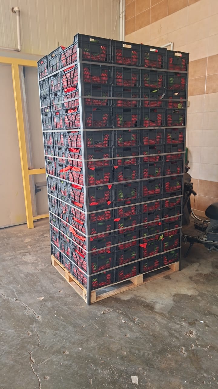Exporting Fresh Fruits from Sham Fresh 