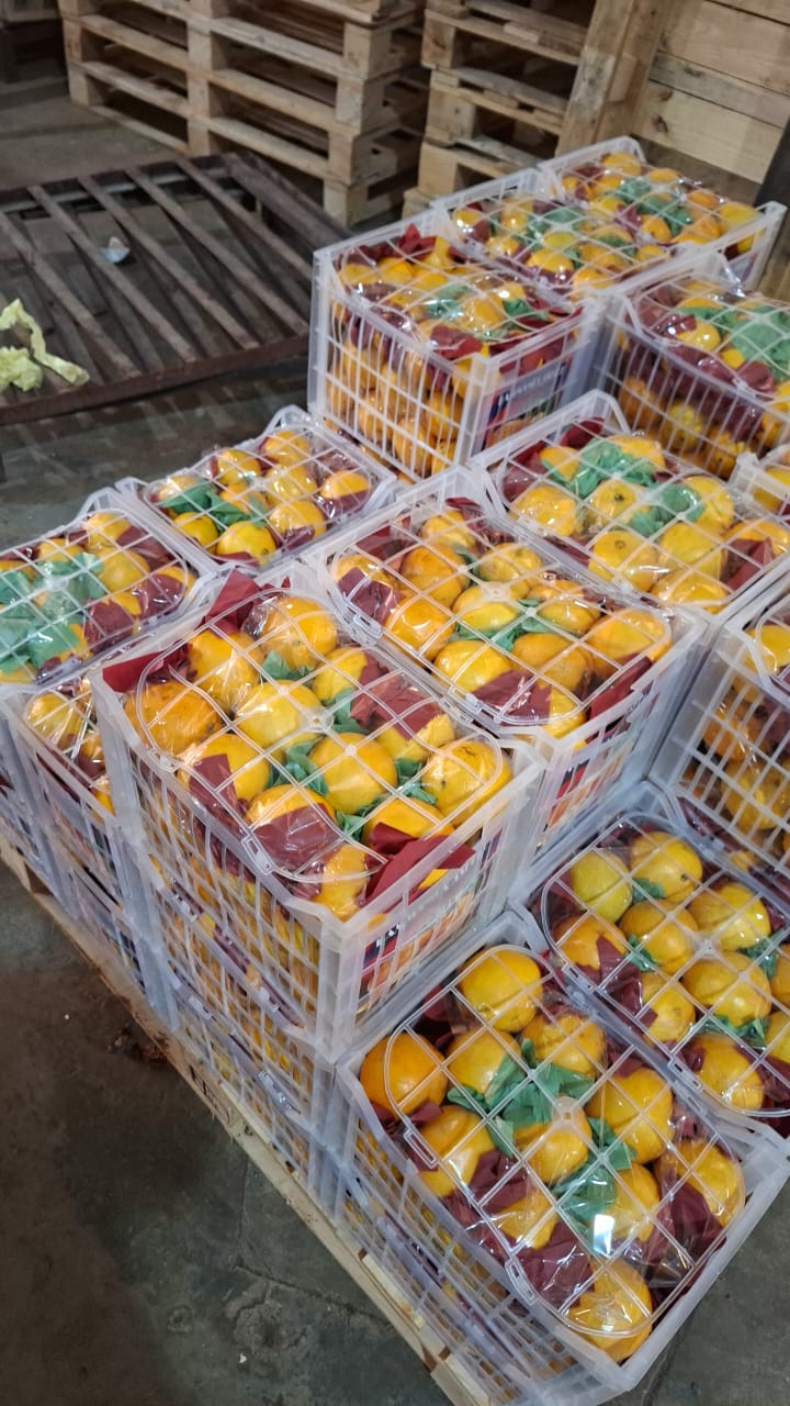 Exporting Fresh Fruits from Sham Fresh 
