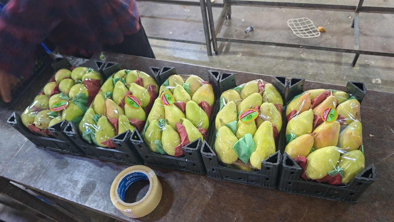 Exporting Fresh Fruits from Sham Fresh 