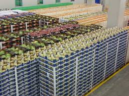 Exporting Fresh Fruits from Sham Fresh 