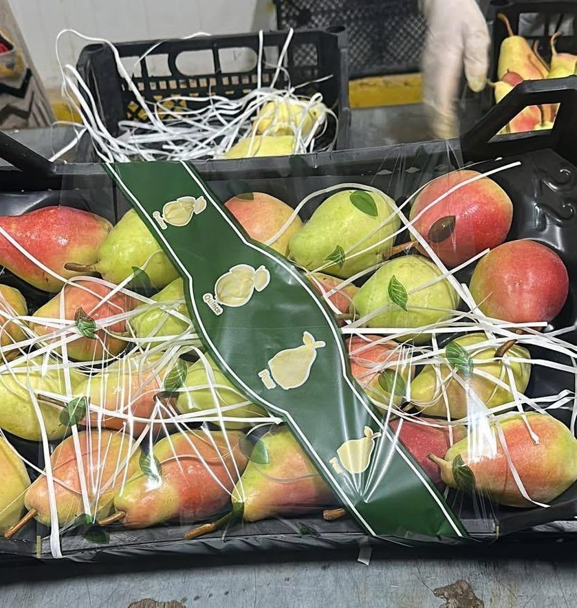Exporting Fresh Fruits from Sham Fresh 