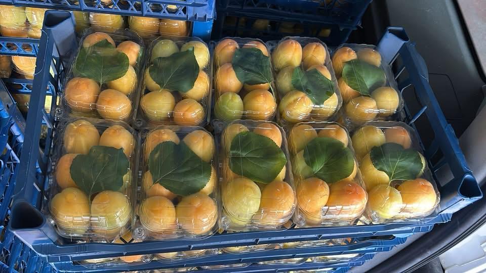 Exporting Fresh Fruits from Sham Fresh 