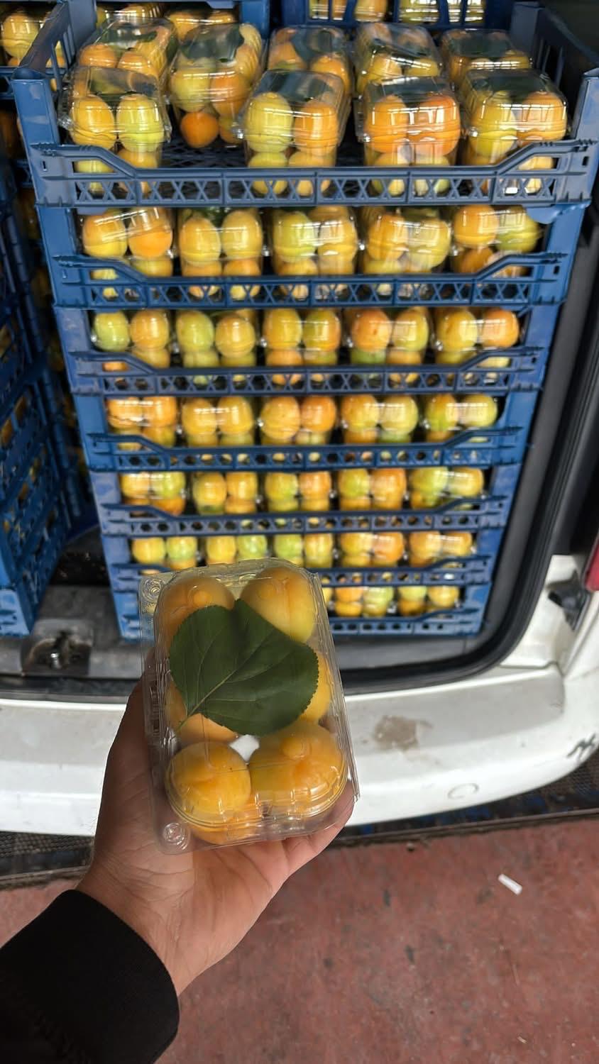 Exporting Fresh Fruits from Sham Fresh 